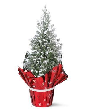 mini real christmas tree   thursday  lidl