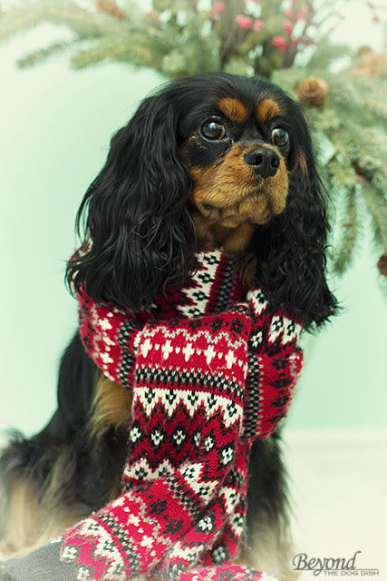 Photo A Day Advent Calendar: Day 21