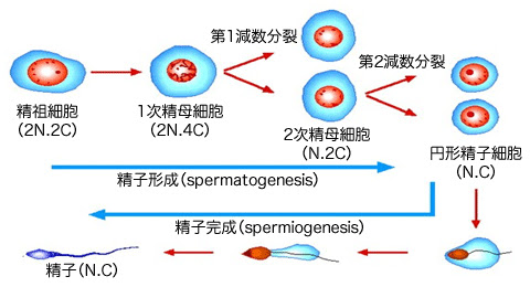 精巣が大きく硬く触れる