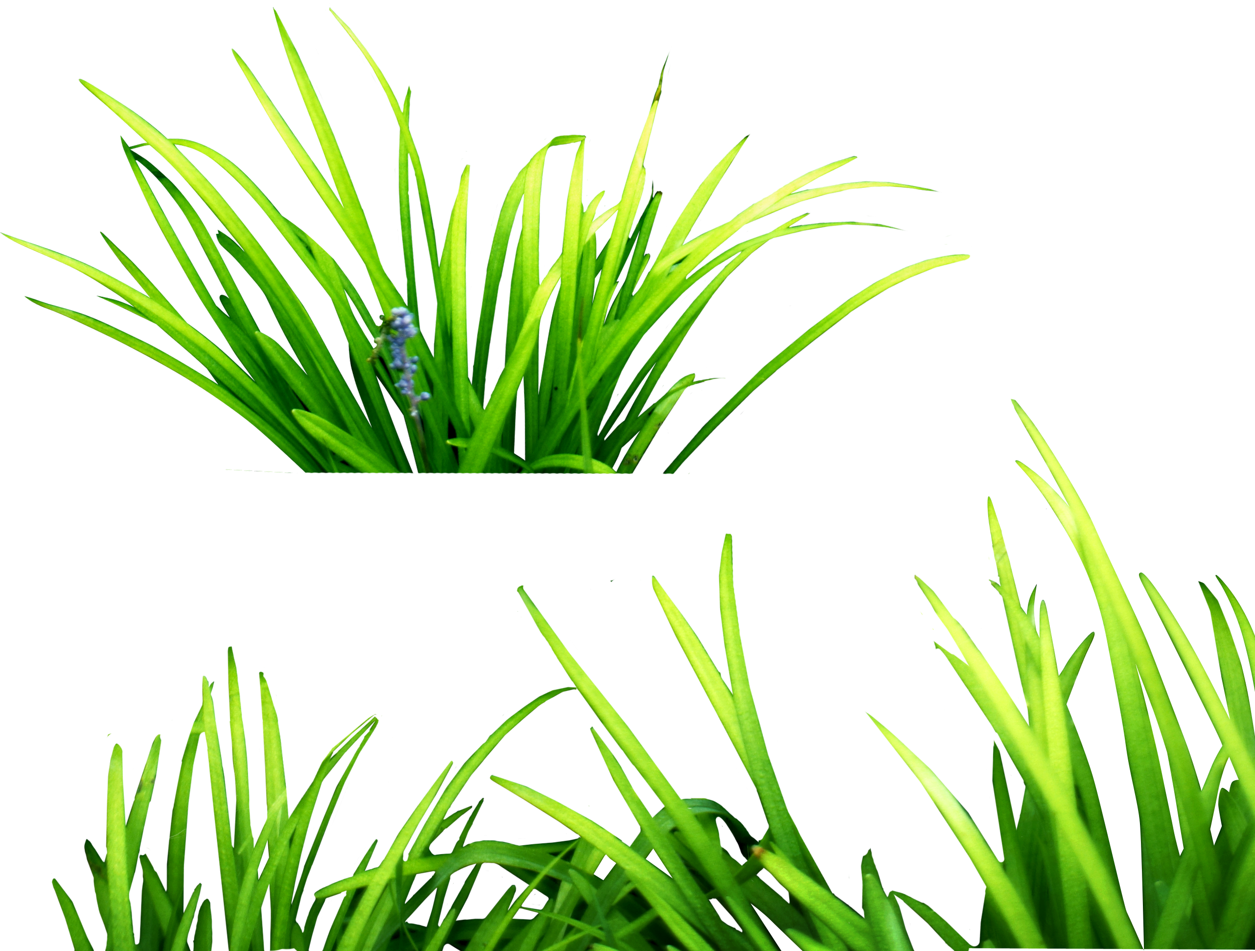 Grass PNG Images Pictures