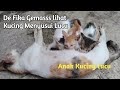 Kucing Kartun Lucu Nyanyi - Merdu Kucin - Discover the wonders of the likee.