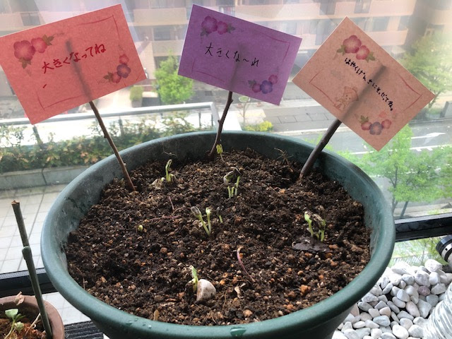 種まき観察日記 朝顔の芽がでたよ エコハッちゃんと仲間たち