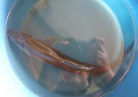 滋賀県米原市 やまに のハス料理 03 ぼうずコンニャクのお魚三昧日記