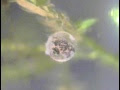 [新しいコレクション] ミズミミズ メダカ 稚魚 206066-めだか 稚魚 ミズミミズ