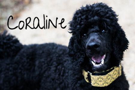 43 Top Photos Goldendoodle Puppy Crate Training : Louie the Goldendoodle | Goldendoodle, Potty training ...