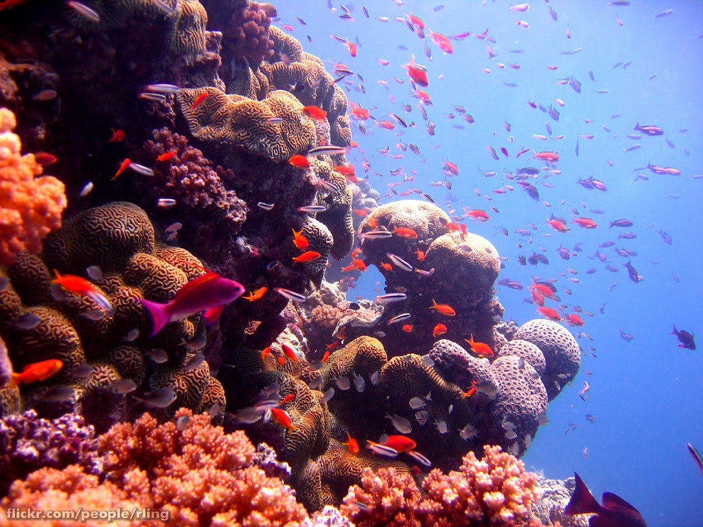 Anthias and Coral