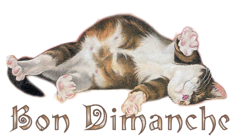 Dimanche Avec Que Des Chats