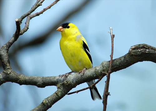 American Goldfinch