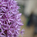 RHS Chelsea Flower Show_38