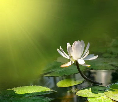 Resultado de imagen de tratamientos de amor  louise hay