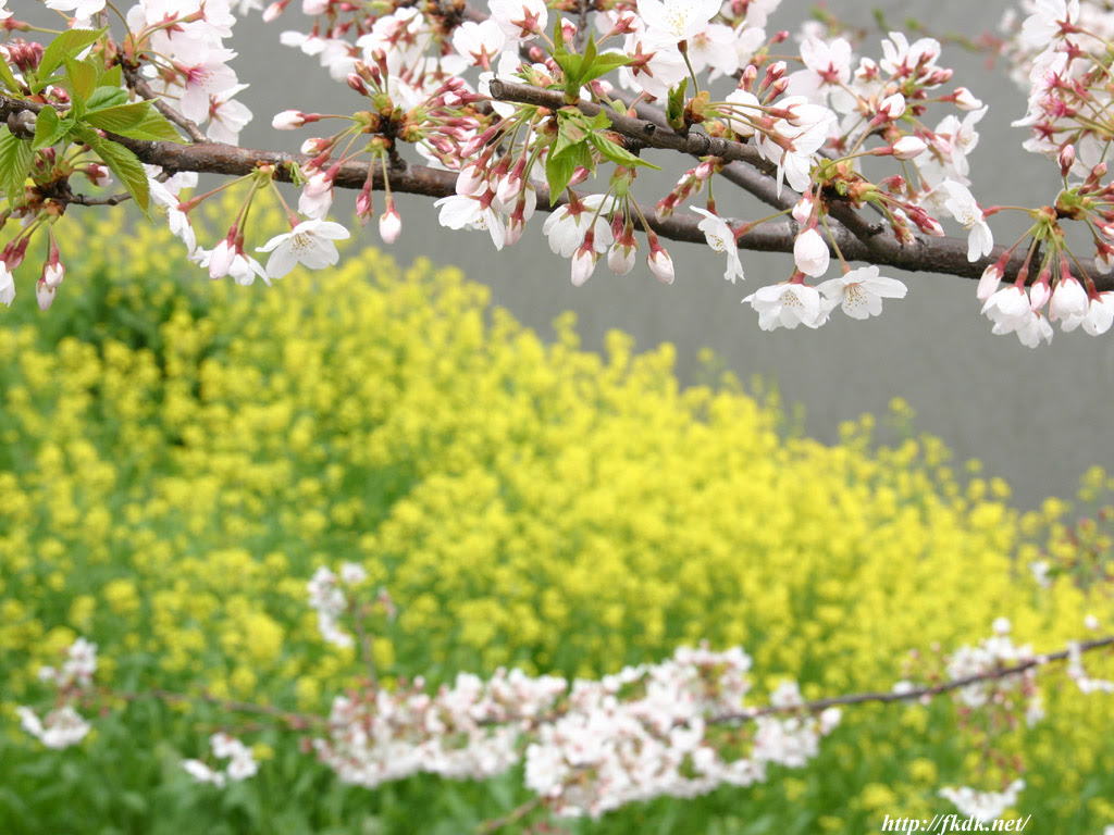 外濠公園の菜の花と桜 風景写真無料壁紙