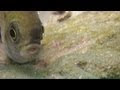 [10000ダウンロード済み√] スズメダイ 幼魚 食べ方 173325
