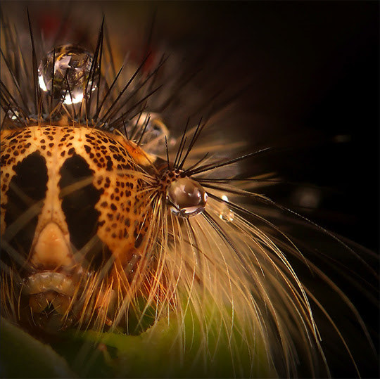 macro photography