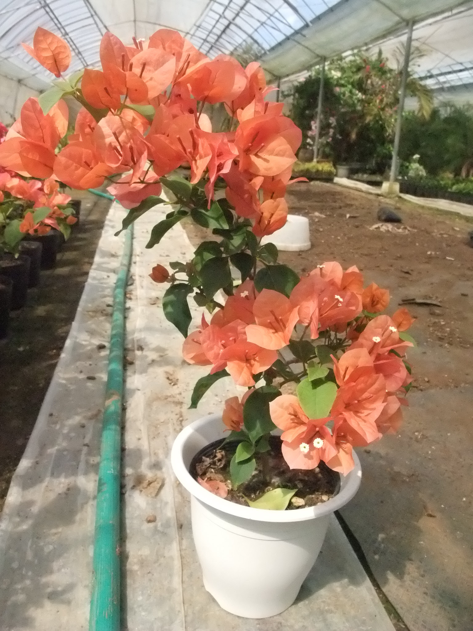ピンク花 ブーゲンビレア 5寸鉢植え スタンダード仕立て 日本花卉ガーデンセンター