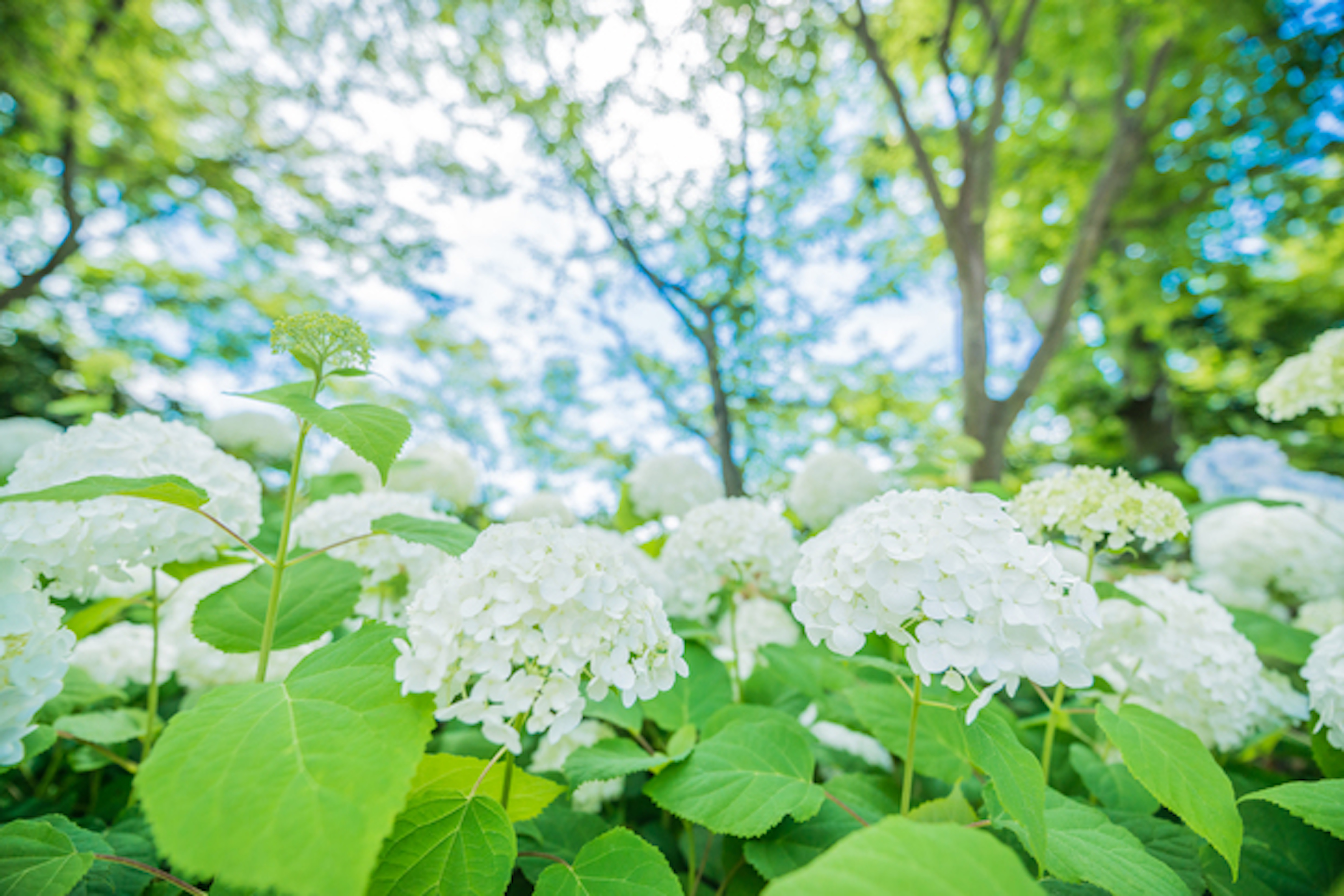 あじさいの葉焼けとはどんな症状 対処法は 植物navi