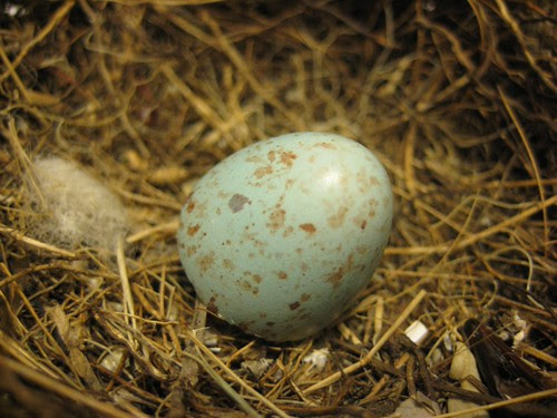 Egg