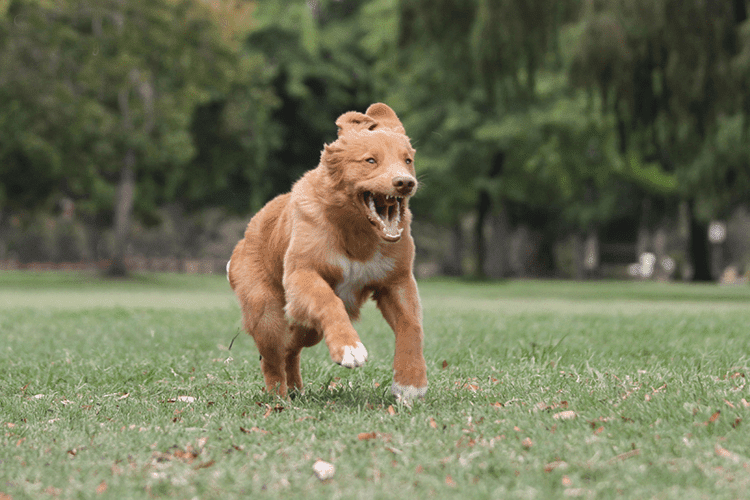 Working with Unruly Animals in Pet Photography