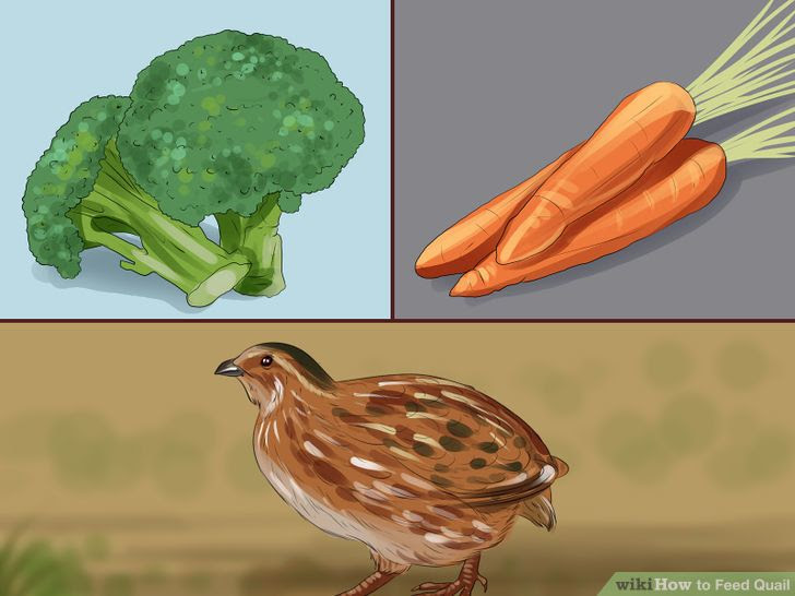 Feed Quail Step 7 Version 2.jpg