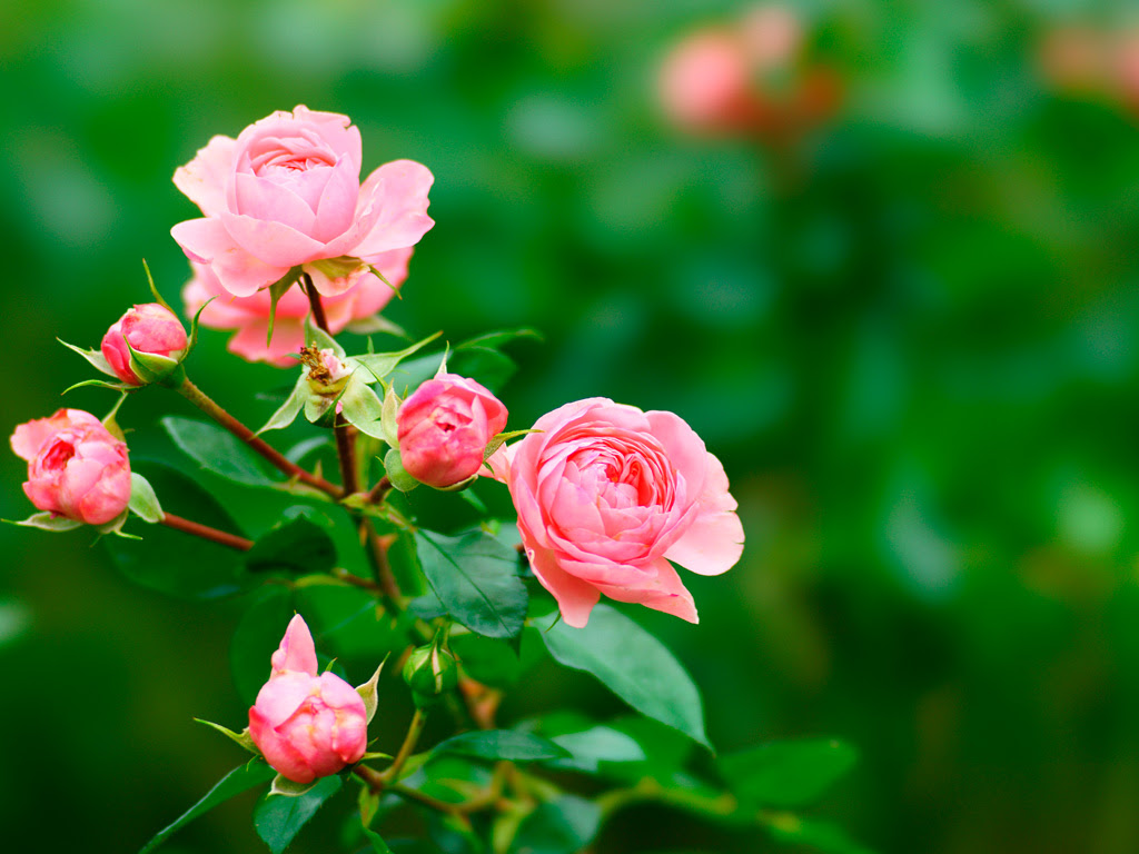 バラ 薔薇 無料写真素材ならフリー素材タウン