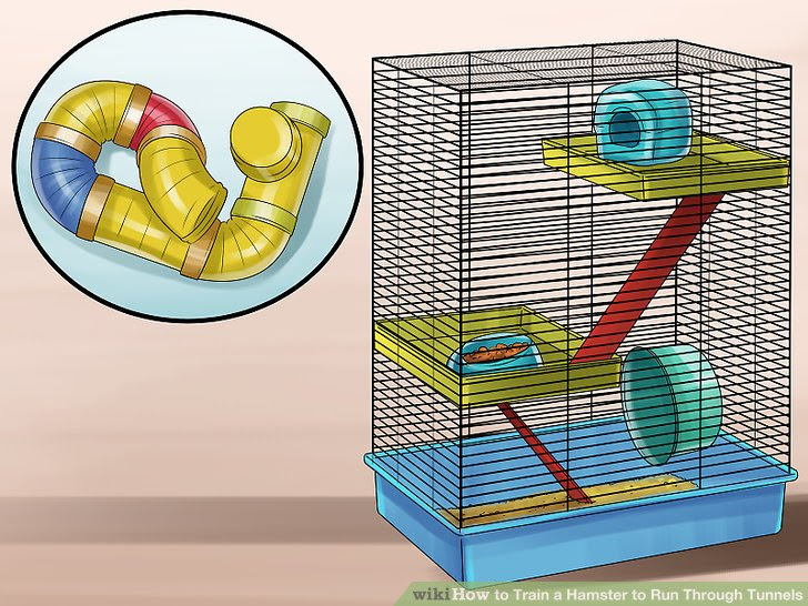 Train a Hamster to Run Through Tunnels Step 10.jpg
