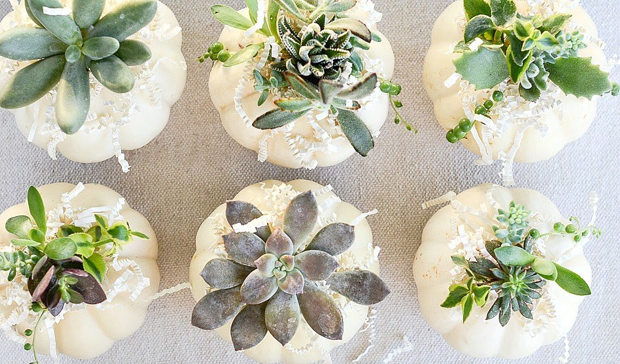 All About Succulents In Decor Stonegable