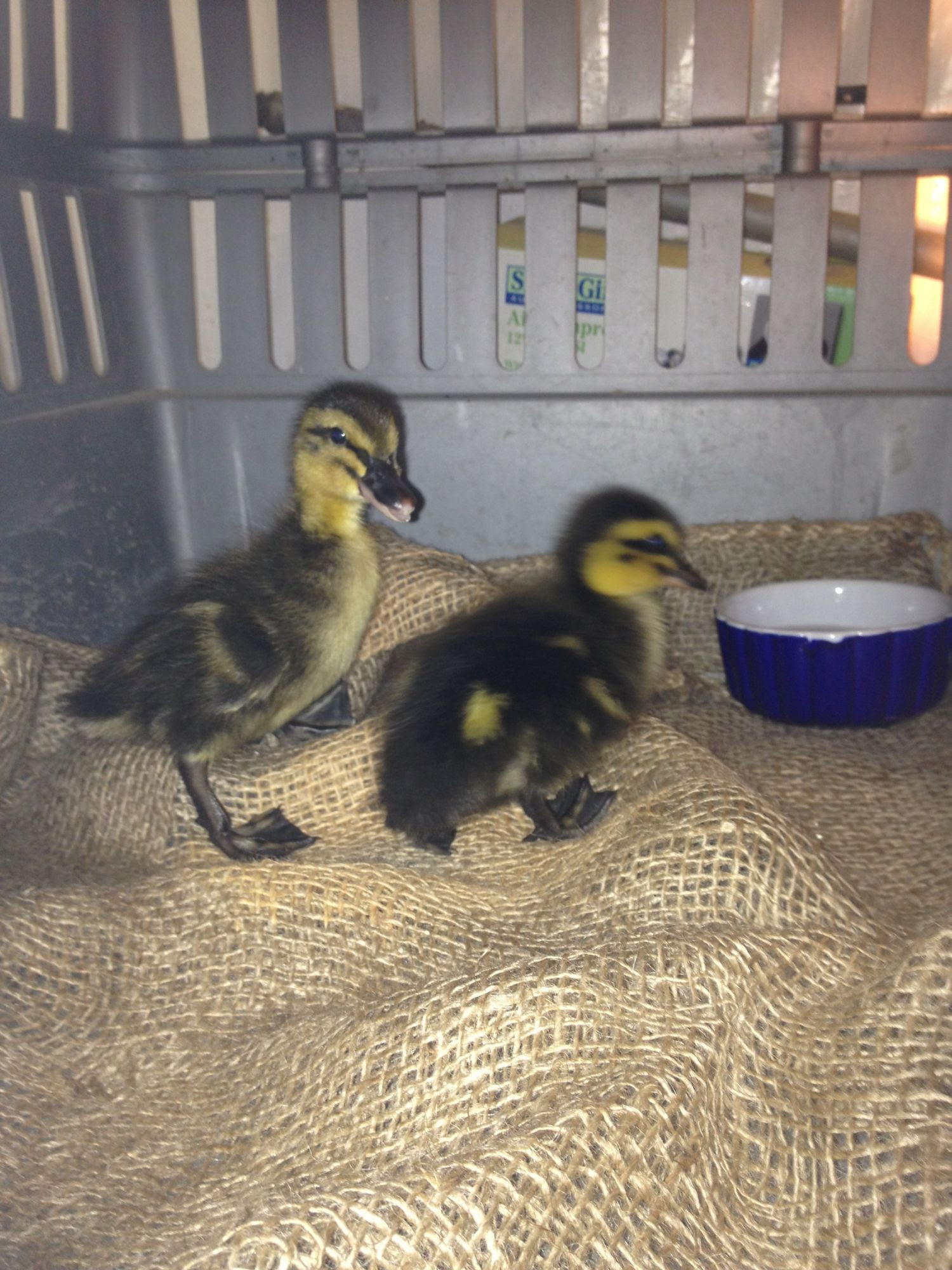 Y'all like my new "blue Swedish" ducklings...
