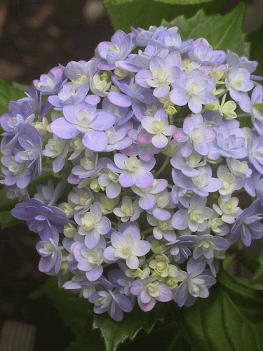 アジサイの花言葉は