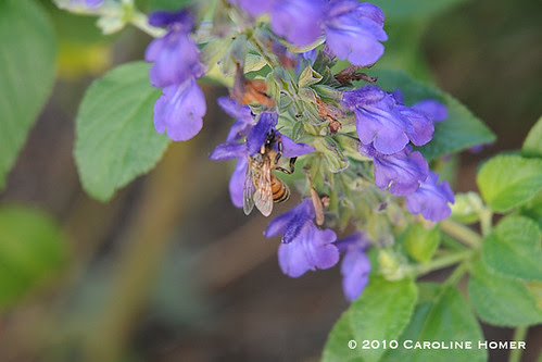 Bee and Indigo Spires salvia