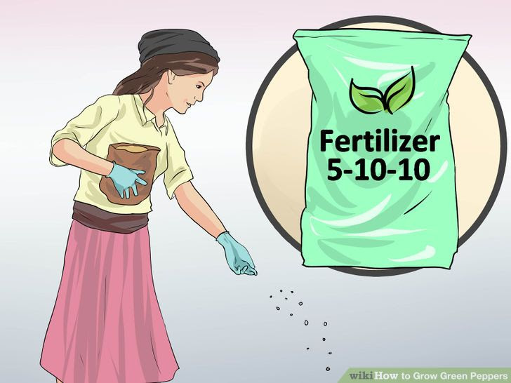 Grow Green Peppers Step 8 Version 2.jpg