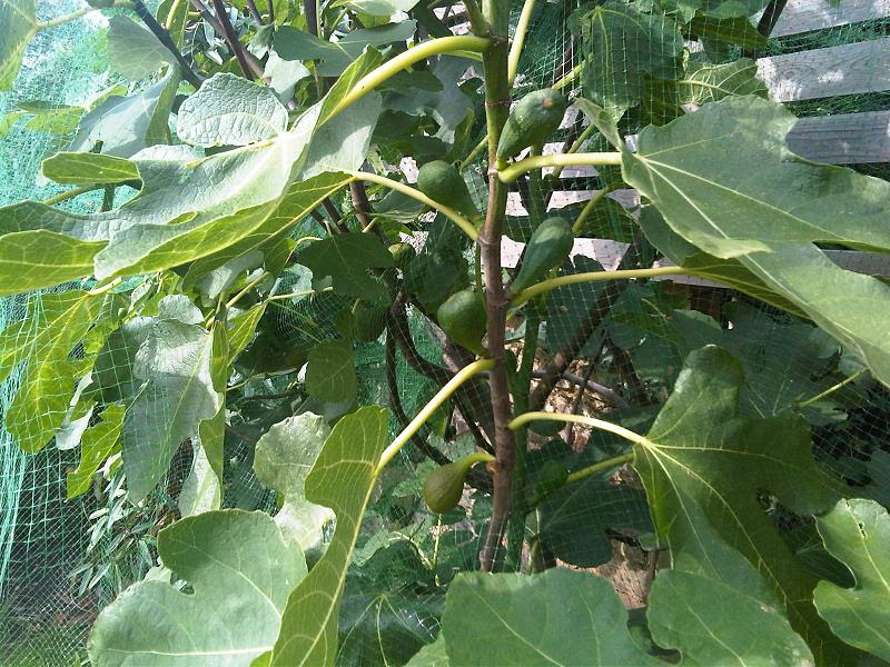 File:Botany Bay - Ficus carica 1.jpg
