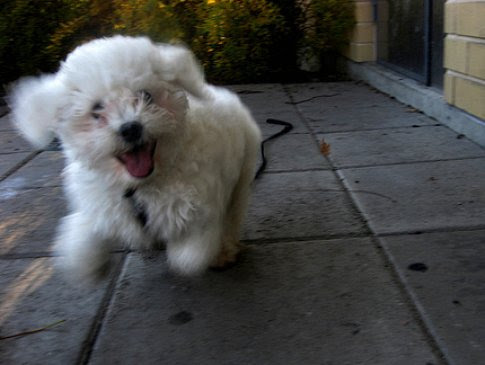 How to train a puppy for a leash, Bichon Frise puppy.