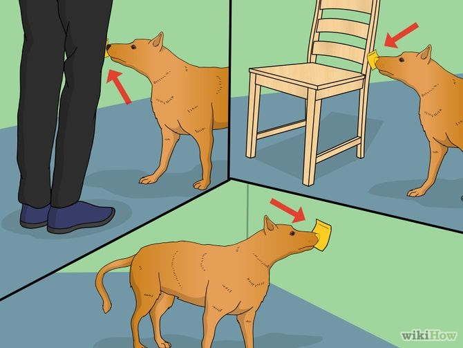 Train Your Dog to Shake Its Head Step 9.jpg