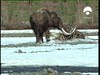 09 Martha the Mammoth and her dead sister-93874