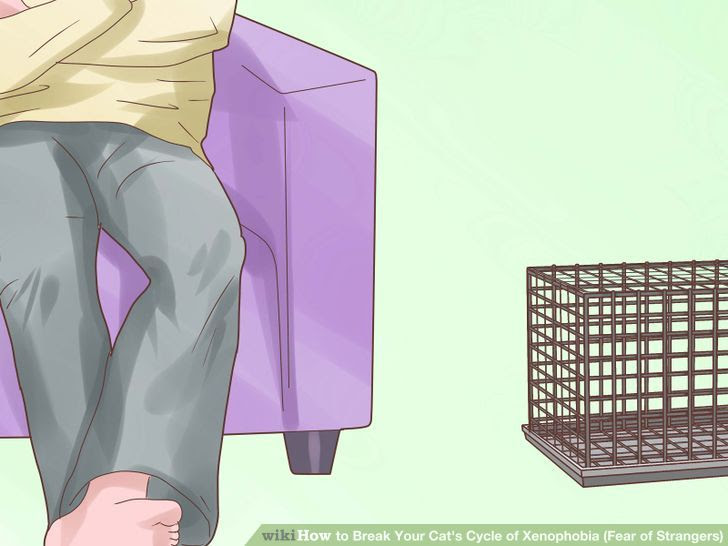 Break Your Cat's Cycle of Xenophobia (Fear of Strangers) Step 5.jpg