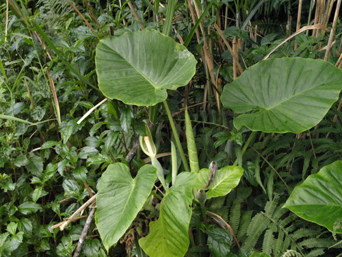 アロカシア クワズイモ Alocasia サトイモ科 Araceae