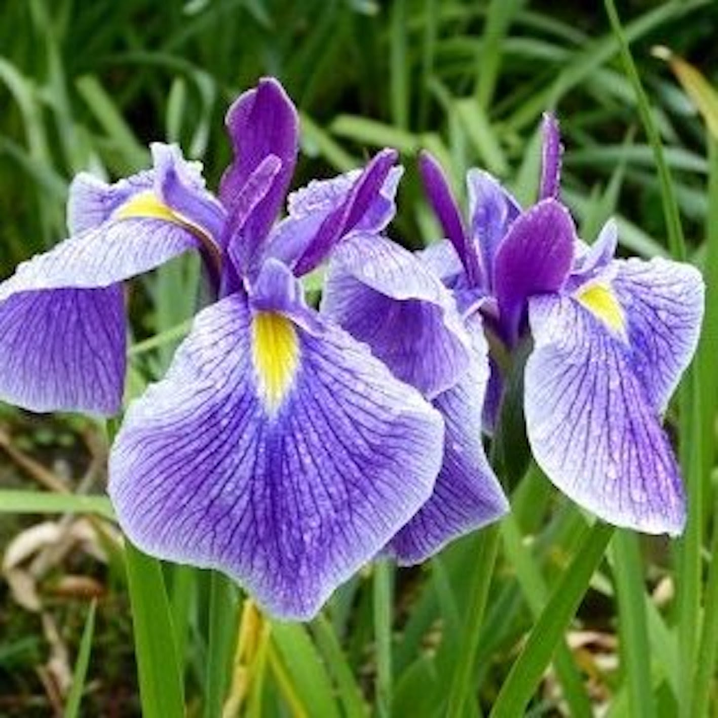 アヤメの球根の保存方法について 植物navi