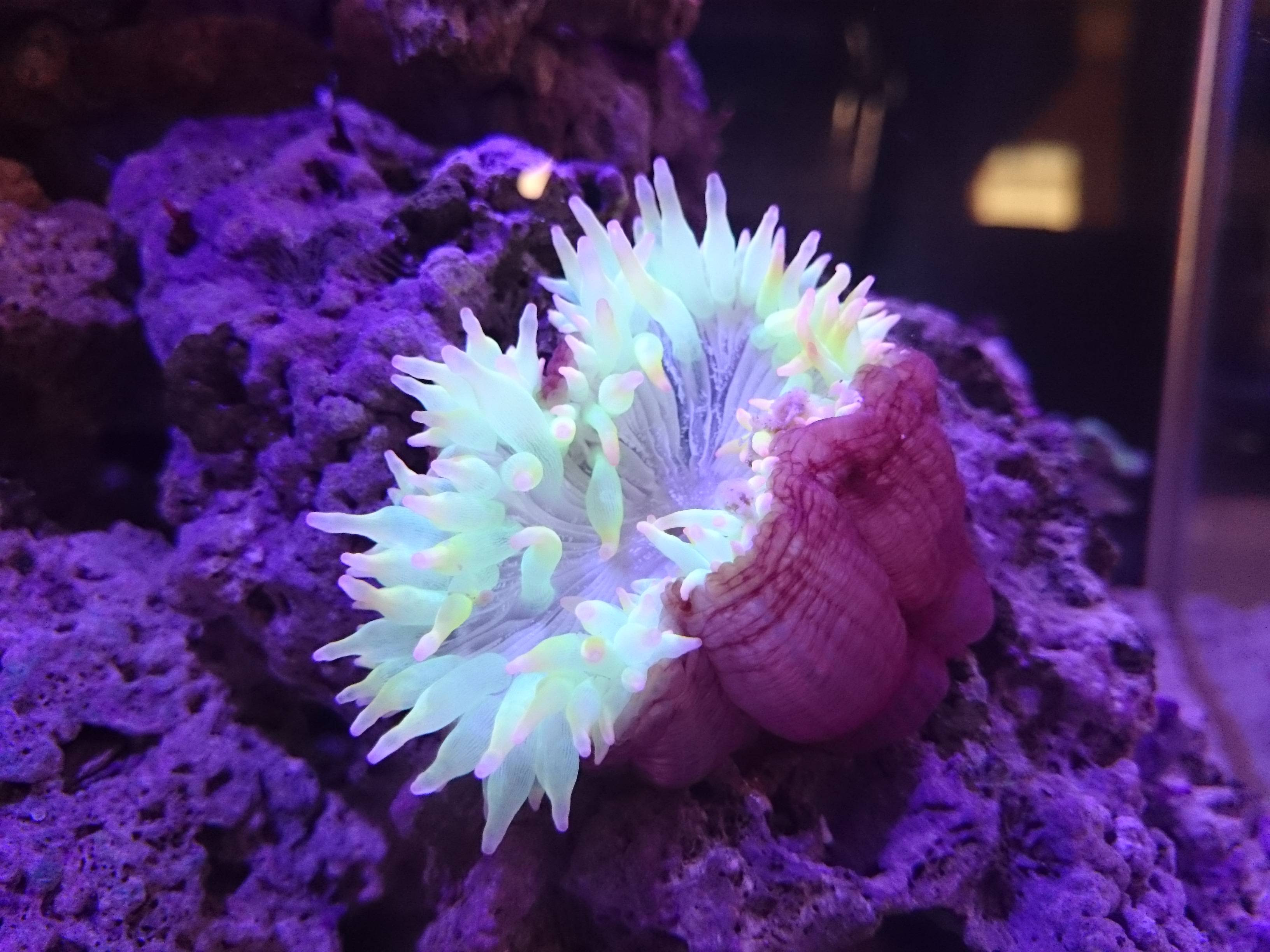 サンゴイソギンチャク不調の原因が判明しました 30cm水槽の海水魚飼育
