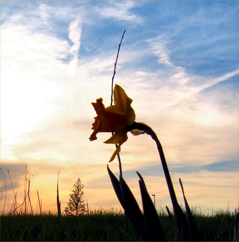 Daffodil Photo Silhoutte - Spring in Wisconsin - May 2009 - soul-amp.com