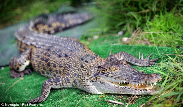 crocodil