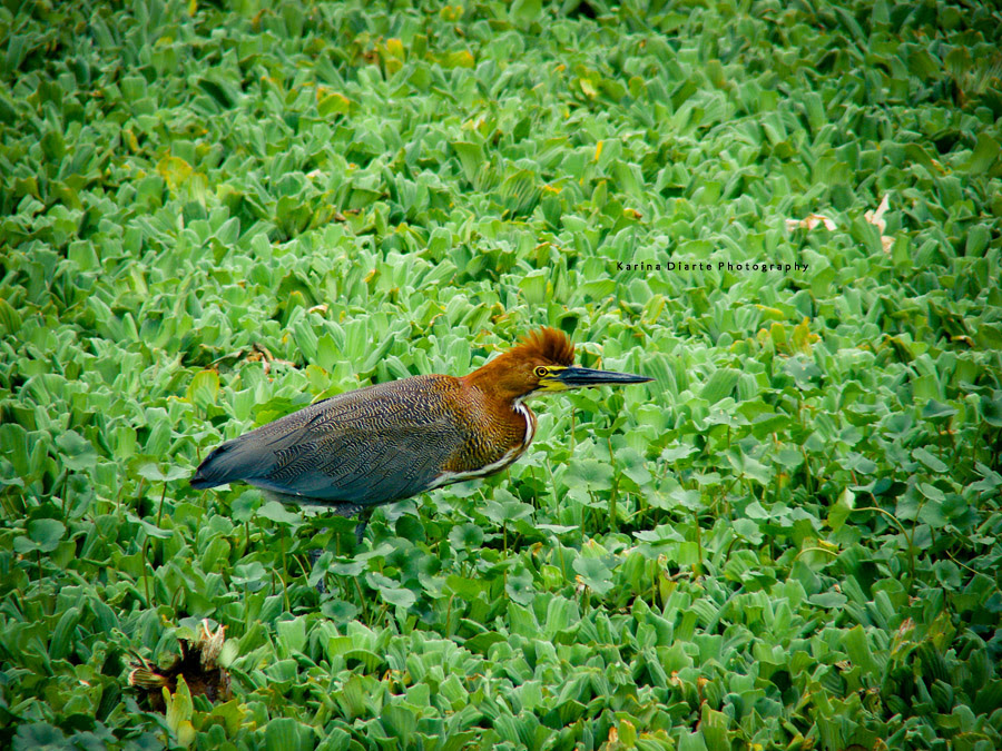 Hocó Colorado / Rufescent Tiger-heron