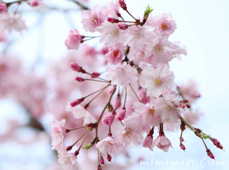 枝垂れ桜 シダレザクラ 花の写真 花言葉 みみみんブログ