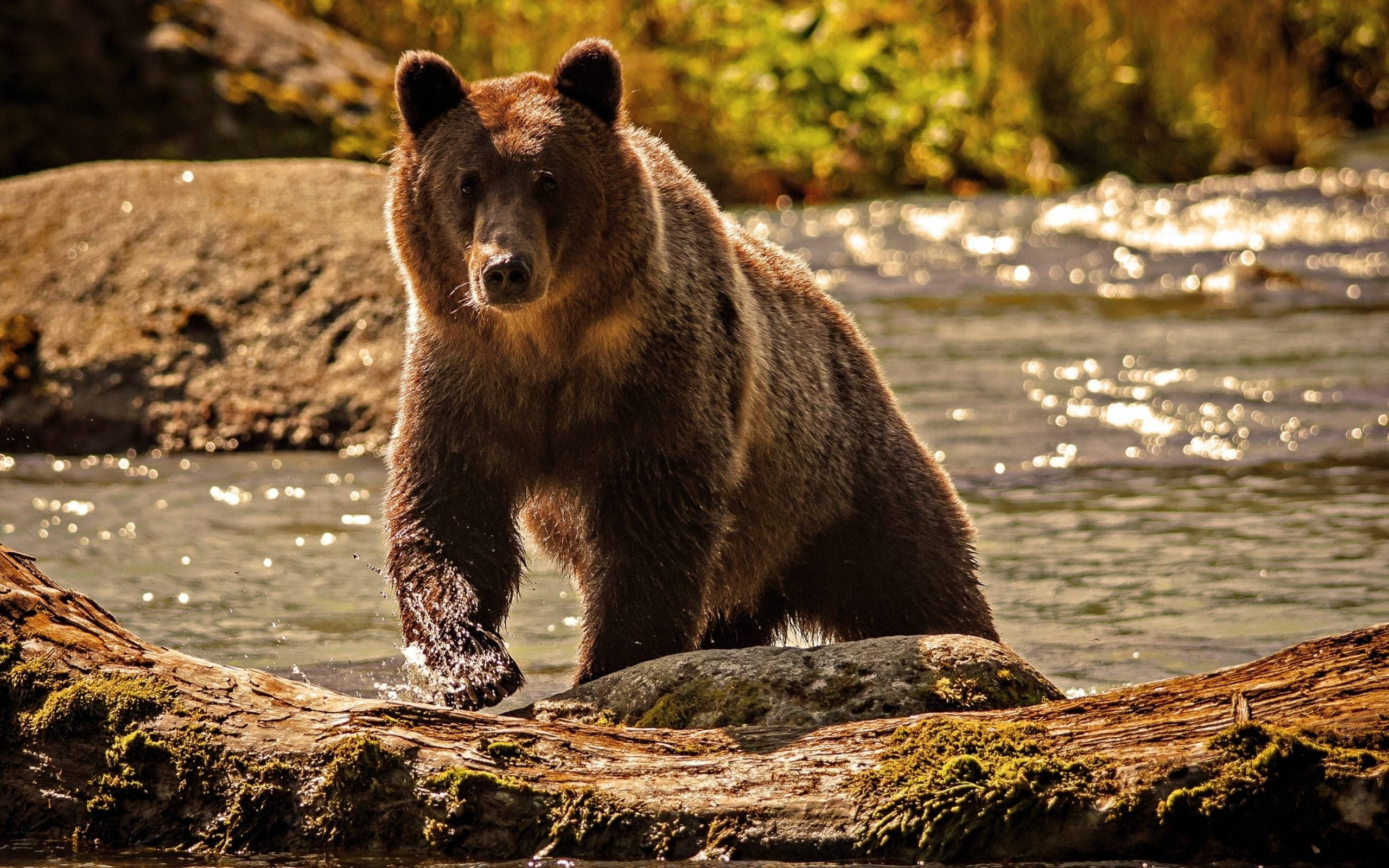 Grizzly Bear Wallpapers - Wallpaper Cave