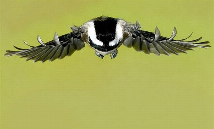 Birds in Mid-Flight Photographed by Roy Hancliff (15 pics)