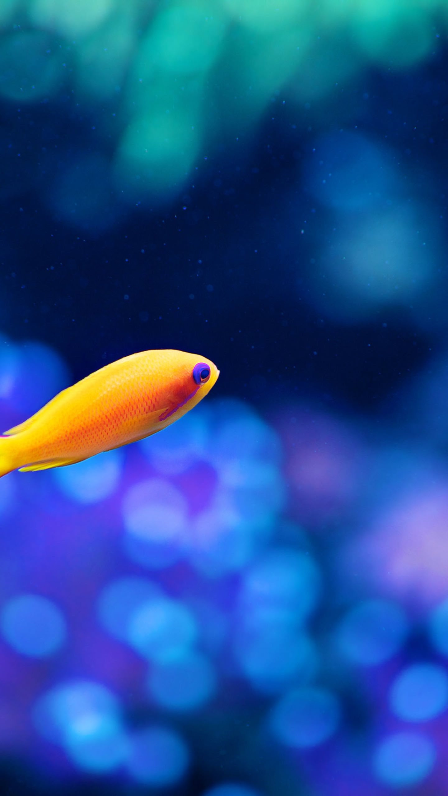 スマホ 壁紙 魚