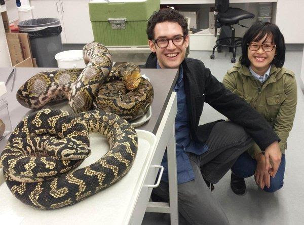 mae das cobras 2