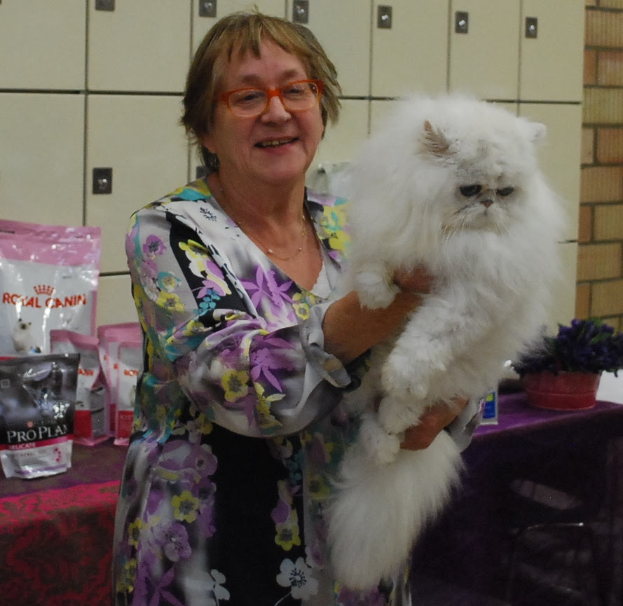 La Race Chatterie De Manisa Calvados Persans Chinchillas