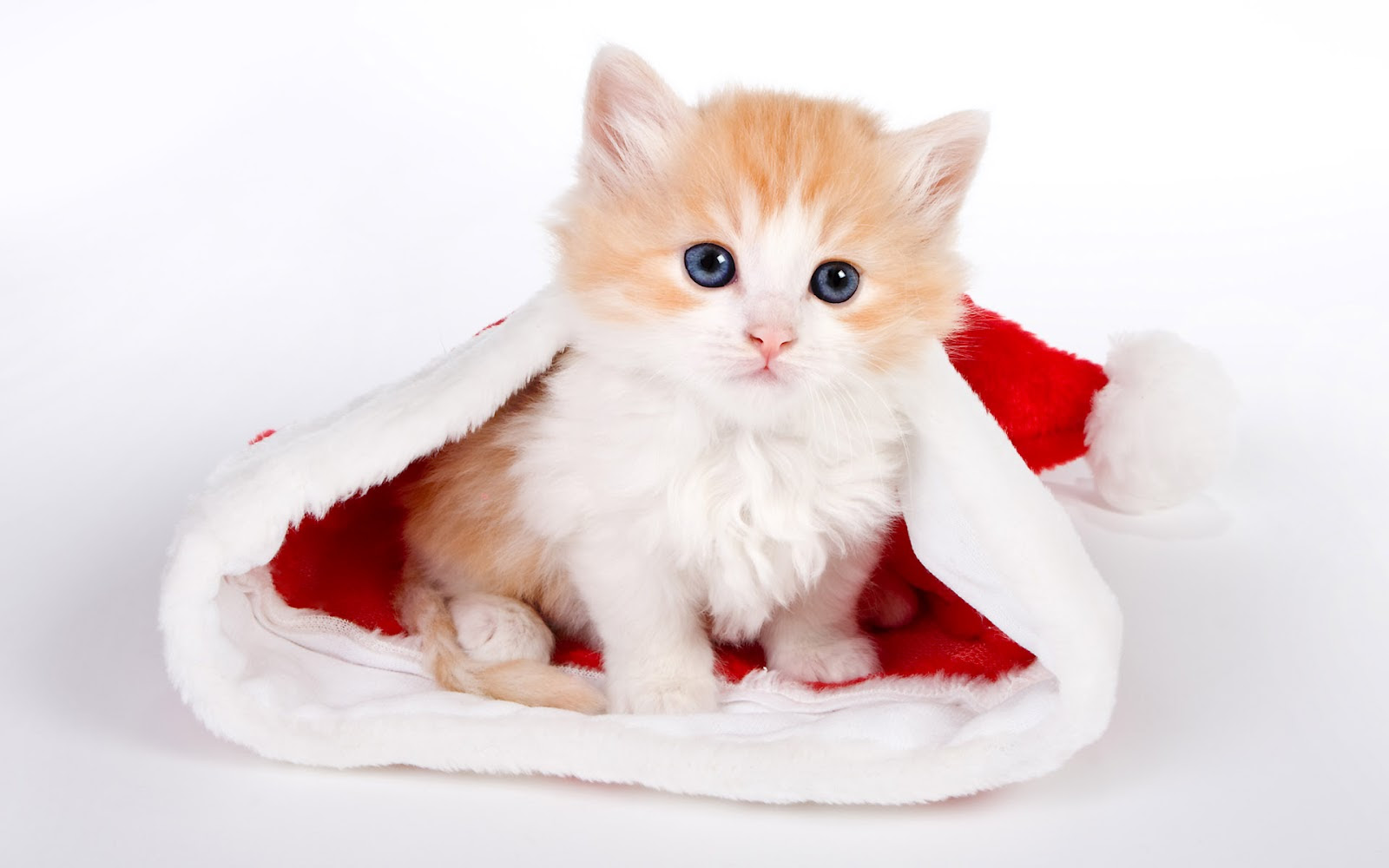 50 Gambar DP BBM Kucing Lucu Imut Gemesin Berbagai Gadget 50 Gambar DP BBM Kucing Lucu Imut Gemesin Berbagai Gadget