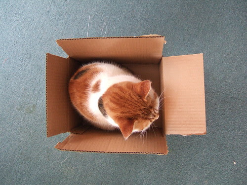 Small cat, small box.