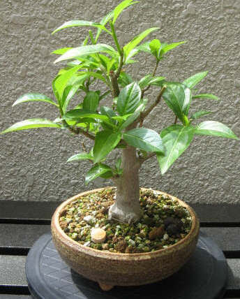 バオバブの剪定 バオバブの仕立て方 盆栽 Baobab Bonsai Pantha S Labyrinth