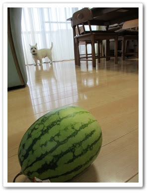 茜色は英語でマダーと言うらしい こたろうは白い犬